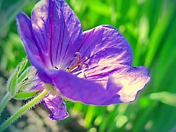 flower fairy velvet пеларгония