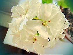 пеларгония фото цветов